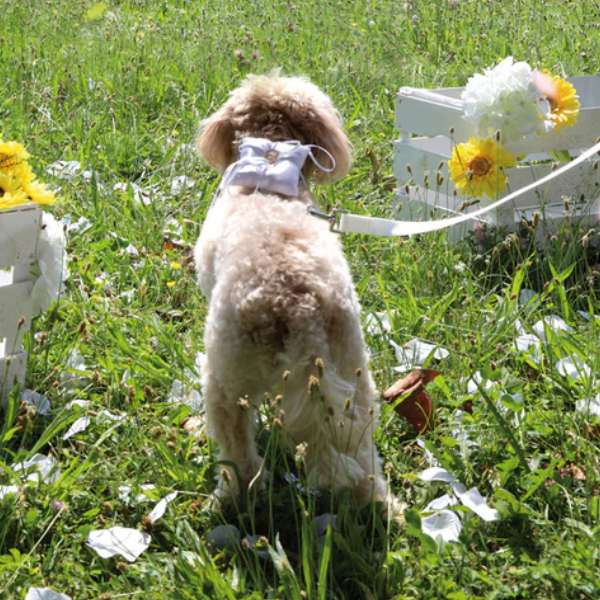Bauzaar Pettorina ad H per cani con porta fedi da cerimonia Croci Ceremony Comprare a buon mercato
