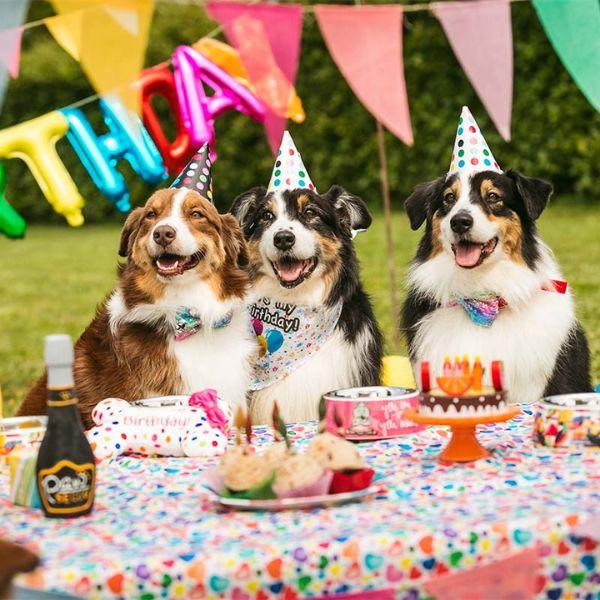 Bauzaar Peluche per cani Party Croci Flash Sale