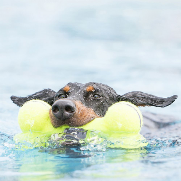 Bauzaar Kong Airdog Squeaker Bone Nuovi prodotti