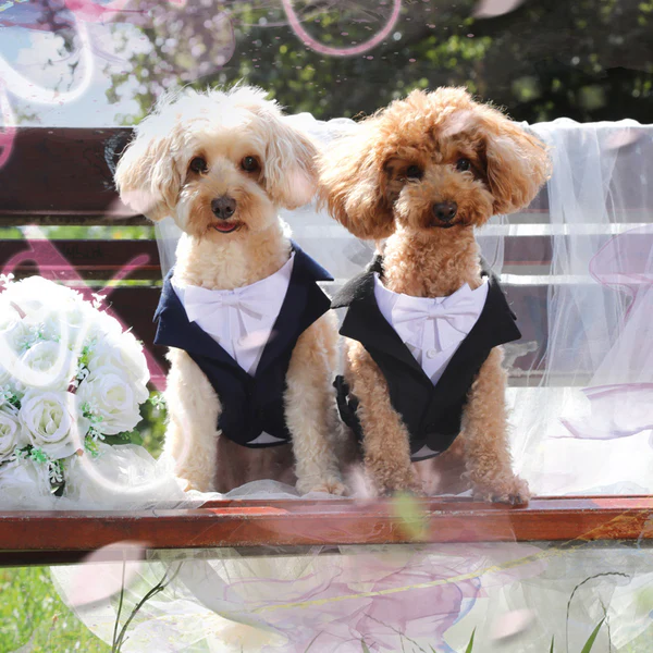 Bauzaar Pettorina per cani da cerimonia Croci Ceremony Prezzo basso
