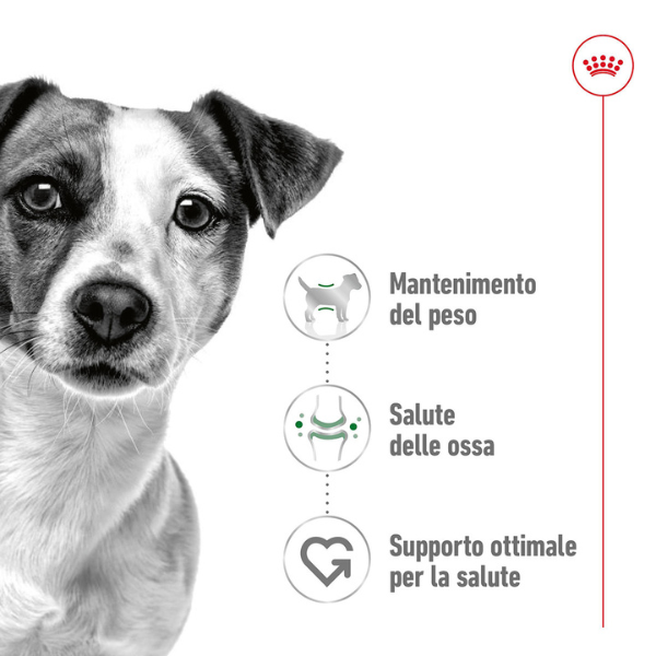 Bauzaar Royal Canin Mini Adult Discount Store per i nuovi prodotti