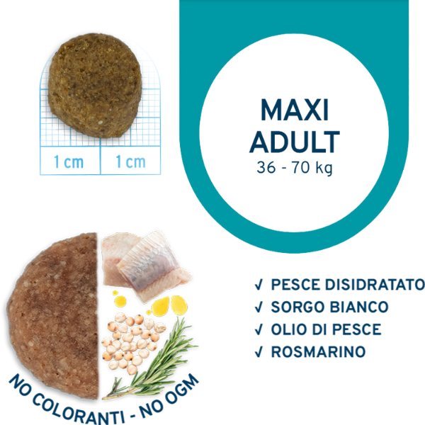 Bauzaar Forza10 Maintenance Maxi Adult al Pesce Officina