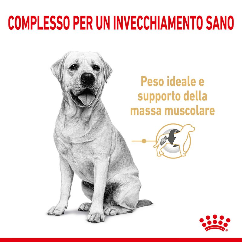 Zooplus Royal Canin Labrador Retriever Adult 5+ Crocchette per cane Promozione