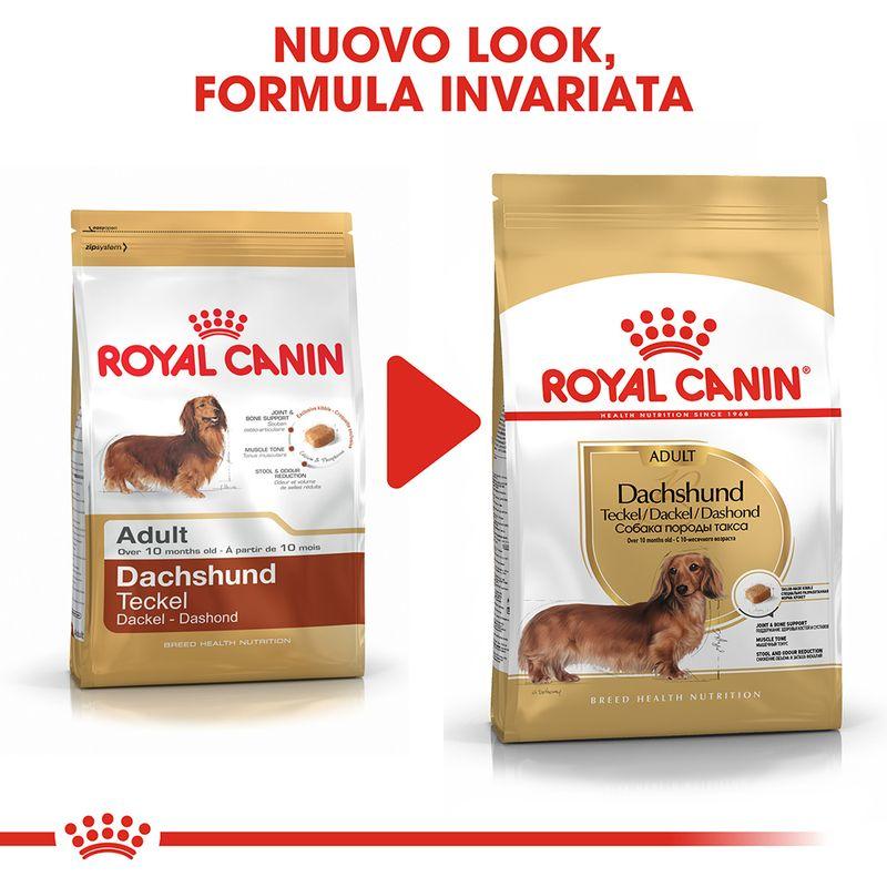 Zooplus Royal Canin Bassotto (Dachshund) Adult Crocchette Vendita