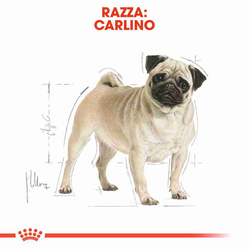 Zooplus Royal Canin Carlino (Pug) Adult Crocchette Spedizione Gratuita