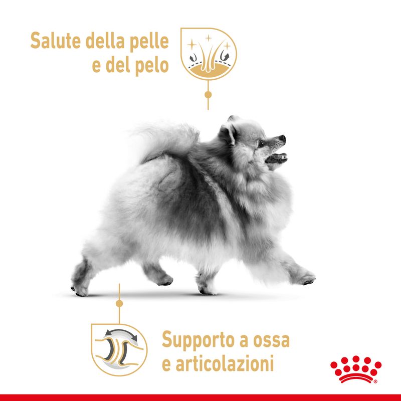 Zooplus Royal Canin Volpino di Pomerania (Pomeranian) Adult Crocchette Offerta esclusiva