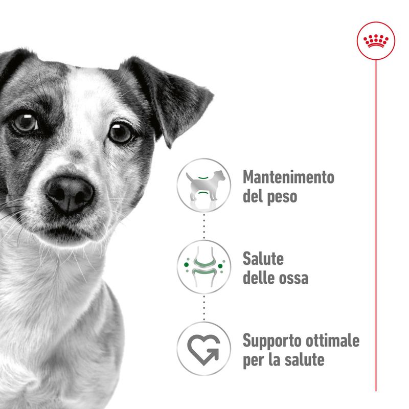 Zooplus Royal Canin Mini Adult umido in salsa per cane Vendita Economica