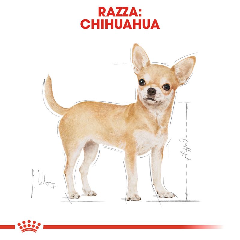 Zooplus Royal Canin Chihuahua Mousse umido per cane I Più Venduti