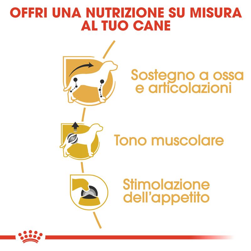 Zooplus Royal Canin Bassotto (Dachshund) Adult Patè umido per cane Moda