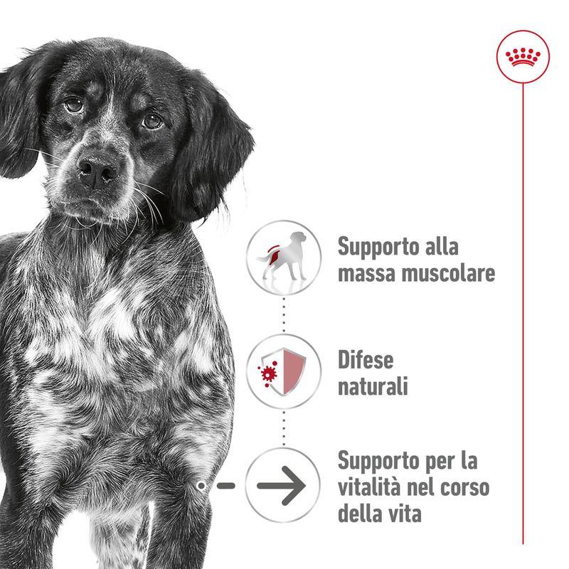 Zooplus Royal Canin Medium Ageing umido in salsa per cane Negozio online di fabbrica