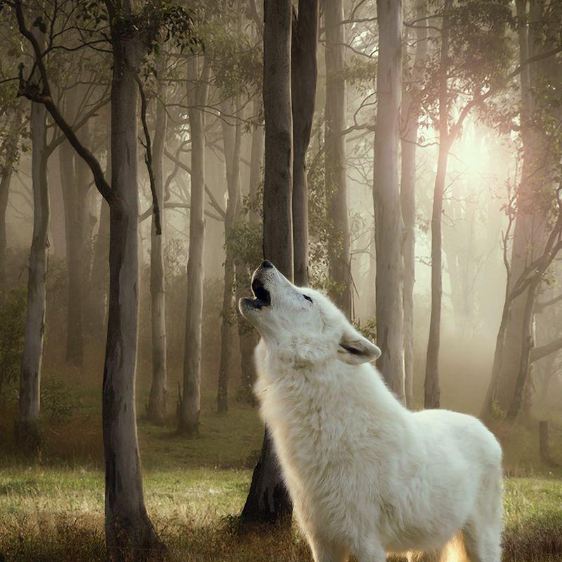 Zooplus Wolf of Wilderness 1 x 400 g Prezzo basso